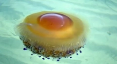 Kecses és veszélyes: 10 legszebb medúza a világon