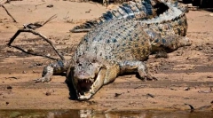 Promóciós krokodil