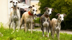 Greyhaoound (fotó): ki az összes fényében gyorsabb - ne felzárkózzon egy kutya szürke!