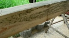 Fungus fa és fafeldolgozás a penészből