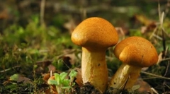 Gombák - az élő szervezetek országának