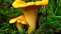 Gombák chanterelles parazitákból