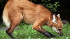 Grievous farkas (őr)