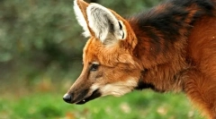 Grievous farkas (guara)