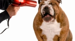 Grooming a kutyák számára