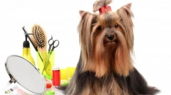 Grooming dogs: haircuts és nyakkendő íjak utcái