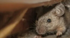 Az egér egér rögzítőhab?