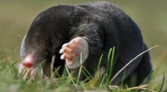 Humán módszerek a molok megsemmisítéséhez