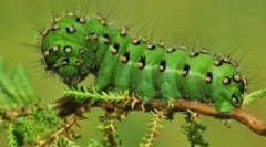 Caterpillars a természetben és az otthonban