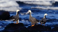 Gussey. Madarak leválása