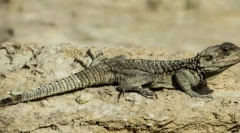 A koponya altípusára jellemző, vagy gerinces