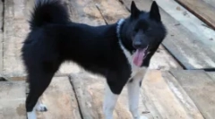 Husky és like - különbséget keresünk