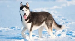 Husky: a származási elmélet neve
