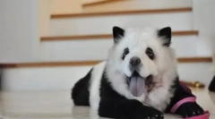 Hit kína: chow-chow panda