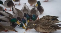 Kenyér - enemy a kacsa és más vízimadarak számára