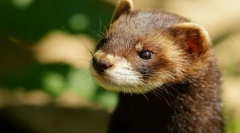 Chorek (fotók): játékos fidged és igaz barát