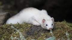 Ferret leírása, életmód, élőhely, ahol él