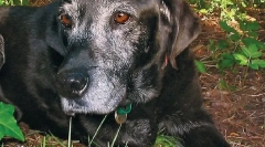 Krónikus és degeneratív betegségek