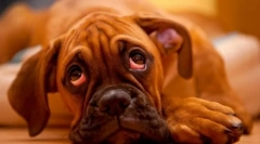 Krónikus májbetegségek