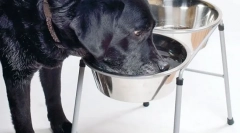 Krónikus vesebetegség