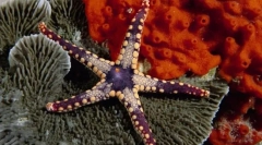 Icharkin és puhatestűek