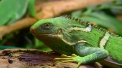 Iguana fijian csíkos