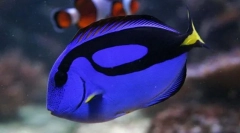 Halak természetrajza