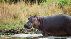 Van egy párna nincs semmi: 10 állat, hogy szinte vagy nem alszik egyáltalán