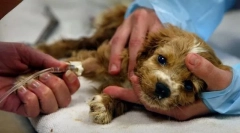 Immun által közvetített betegségek