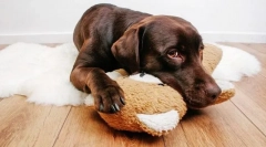 Fertőző neurológiai betegségek