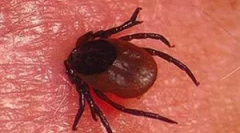 A tick-borne encephalitis inkubációs időszaka
