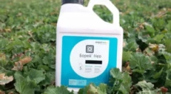 Boria inszekticid és jellemzői