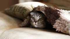 Érdekes a macskákról