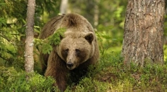 Érdekes a medvékről