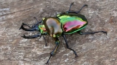 Érdekes rovarokról