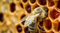 Érdekes a méhekről