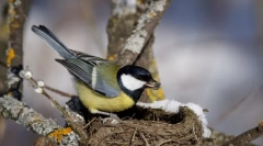 Érdekes madarakról