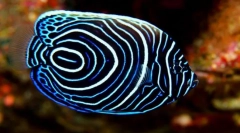 Érdekes a halakról