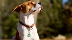 Érdekes kutyákról