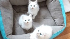 Érdekes tények a fehér kék szemű macskákról