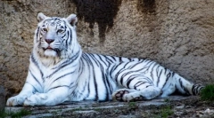 Érdekes tények a fehér tigrisekről