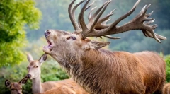 Érdekes tények a nemes szarvasról