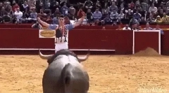 Érdekes tények a bikákról