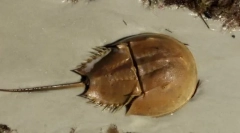 Érdekes tények az ízeltlábúakról