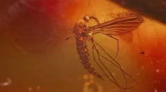 Érdekes tények a dinoszauruszokról