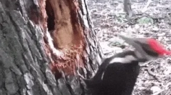 Érdekes tények a dyatlah-ról