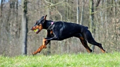 Érdekes tények a dobermanról