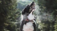 Érdekes tények az állati légzésről