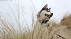 Érdekes tények a huskyről