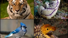 Érdekes tények a chordán állatokról